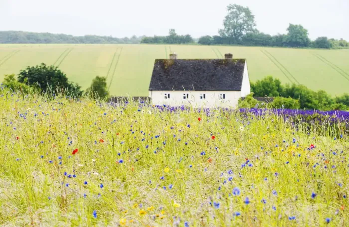 Framed Print : Wildflower meadow and lavender fields, Cotswolds, Worcestershire, UK Framed Print : Wildflower meadow and lavender fields, Cotswolds, Worcestershire, UK