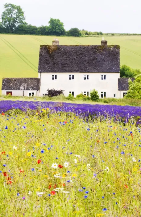 Framed Print : Wildflower meadow and lavender fields, Cotswolds, Worcestershire, UK Framed Print : Wildflower meadow and lavender fields, Cotswolds, Worcestershire, UK