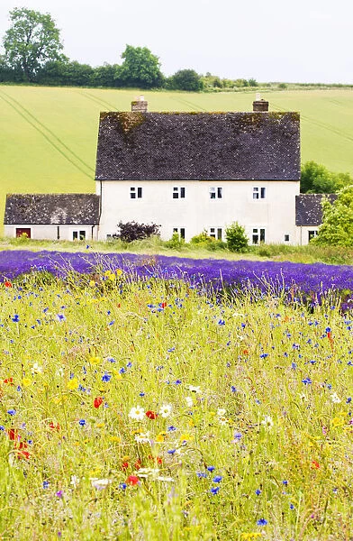 Wildflower meadow and lavender fields, Cotswolds, Worcestershire, UK