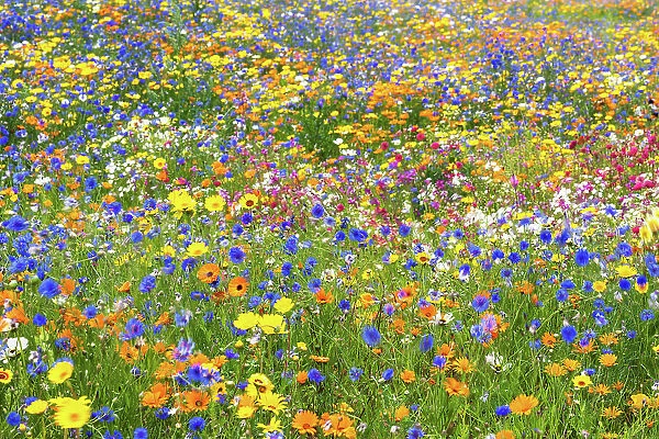 Wildflower meadow, London, England