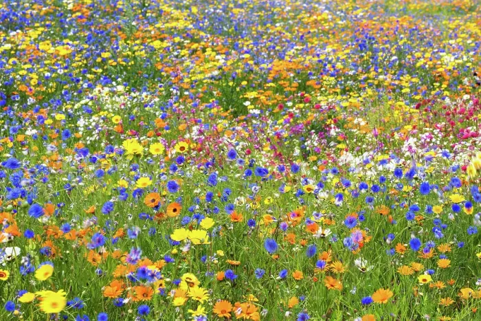 Framed Print : Wildflower meadow, London, England Framed Print : Wildflower meadow, London, England