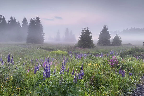 Wildflower meadow with lupine in the Erzgebirge (Ore Mountains), Saxony, Germany, Europe