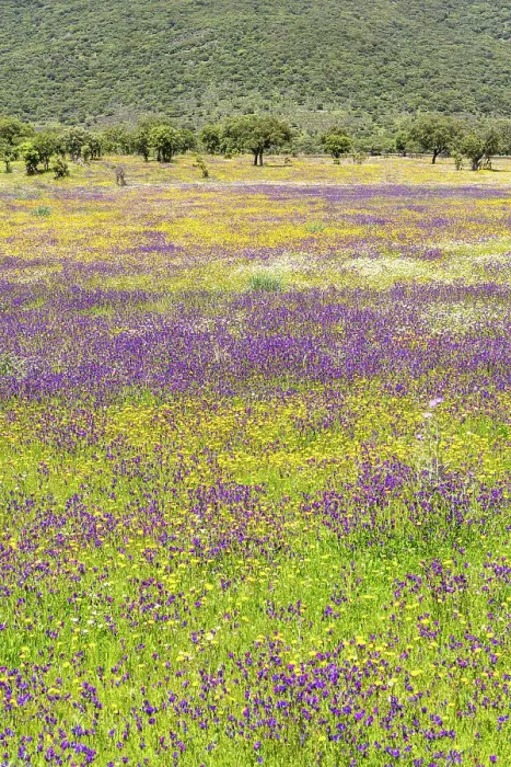 Framed Print : Wildflower meadow in spring, Extremadura, Caceres, Spain Framed Print : Wildflower meadow in spring, Extremadura, Caceres, Spain