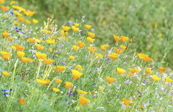 Wildflower meadow in Westgate Gardens, Canterbury, Kent, England
