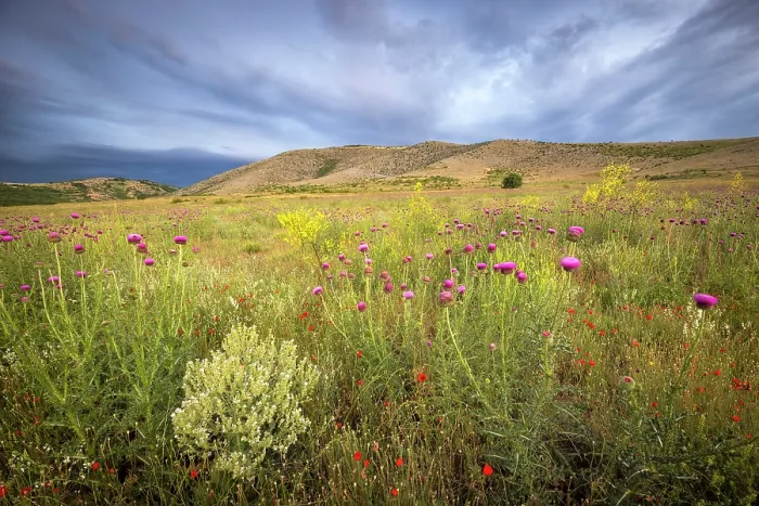 Framed Print : Wildflower meadows filled with a variety of blooming flowers and plants, Bratsigovo, Bulgaria, May 2022 Framed Print : Wildflower meadows filled with a variety of blooming flowers and plants, Bratsigovo, Bulgaria, May 2022