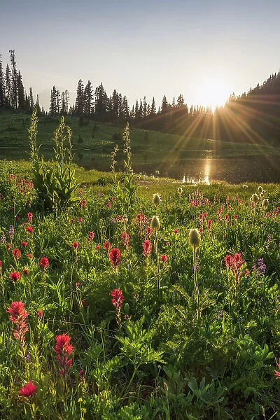 Wildflower meadows surround Lower Tipsoo Lake, Nationalpark Mt. Rainier, North West, Washington State, USA
