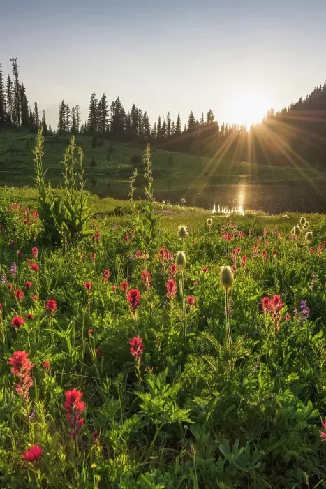 Framed Print : Wildflower meadows surround Lower Tipsoo Lake, Nationalpark Mt. Rainier, North West, Washington State, USA Framed Print : Wildflower meadows surround Lower Tipsoo Lake, Nationalpark Mt. Rainier, North West, Washington State, USA