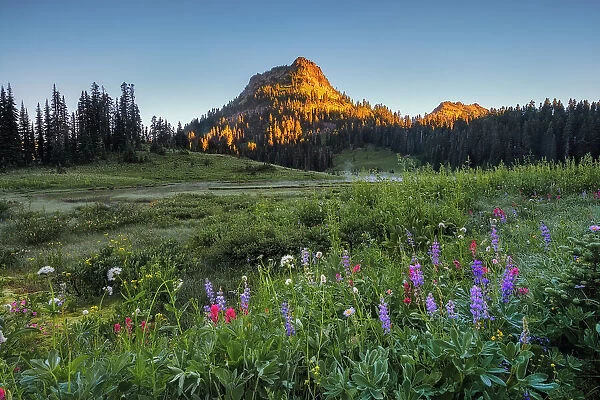 Wildflower meadows surround Lower Tipsoo Lake with Naches Peak in the background, Nationalpark Mt. Rainier, North West, Washington State, USA