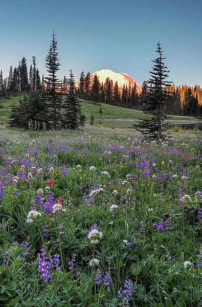 Wildflower meadows surround Lower Tipsoo Lake with Mt Rainier in the background, Nationalpark Mt. Rainier, North West, Washington State, USA