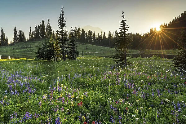 Wildflower meadows surround Lower Tipsoo Lake with Mt Rainier in the background, Nationalpark Mt. Rainier, North West, Washington State, USA