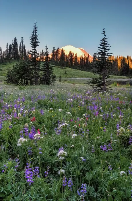 Framed Print : Wildflower meadows surround Lower Tipsoo Lake with Mt Rainier in the background, Nationalpark Mt. Rainier, North West, Washington State, USA Framed Print : Wildflower meadows surround Lower Tipsoo Lake with Mt Rainier in the background, Nationalpark Mt. Rainier, North West, Washington State, USA