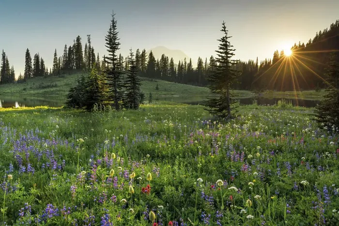 Framed Print : Wildflower meadows surround Lower Tipsoo Lake with Mt Rainier in the background, Nationalpark Mt. Rainier, North West, Washington State, USA Framed Print : Wildflower meadows surround Lower Tipsoo Lake with Mt Rainier in the background, Nationalpark Mt. Rainier, North West, Washington State, USA