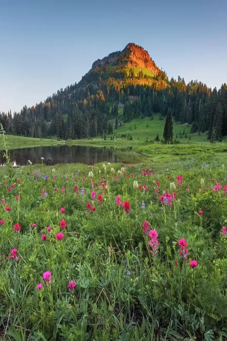 Framed Print : Wildflower meadows surround Lower Tipsoo Lake with Naches Peak in the background, Nationalpark Mt. Rainier, North West, Washington State, USA