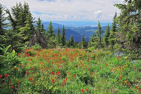 Wildflowers in the alpine zone at the summit of Sun Peaks (Lupines, paintbrush, composite), Near Kamloops, British Columbia, Canada