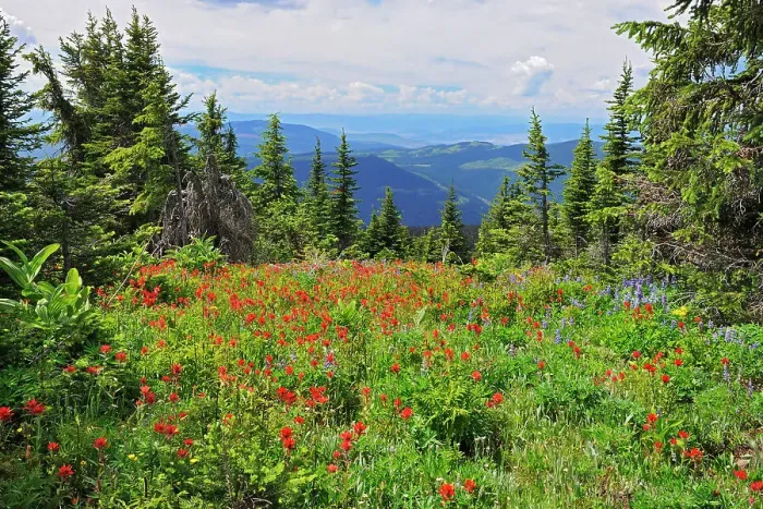 Framed Print : Wildflowers in the alpine zone at the summit of Sun Peaks (Lupines, paintbrush, composite), Near Kamloops, British Columbia, Canada Framed Print : Wildflowers in the alpine zone at the summit of Sun Peaks (Lupines, paintbrush, composite), Near Kamloops, British Columbia, Canada