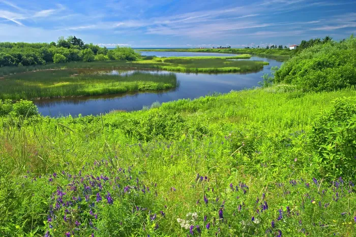 Framed Print : Wildflowers on the coast West Cape, Prince Edward Island, Canada