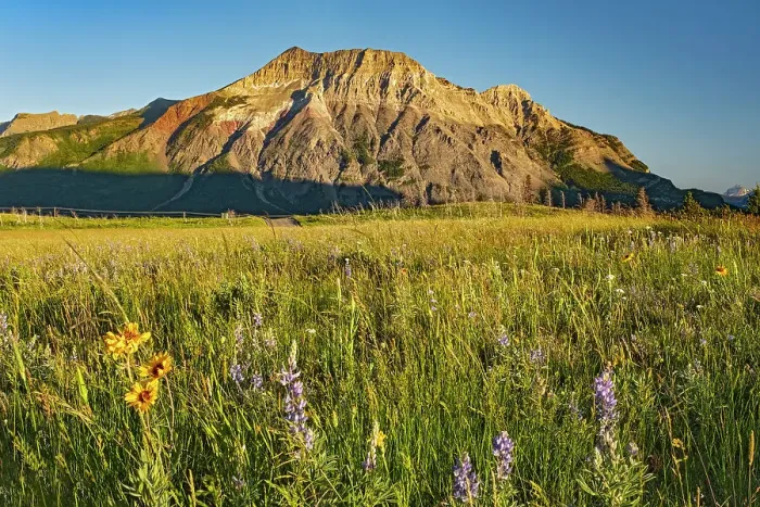 Framed Print : WIldflowers on the Fescue Prairie and Vimy Peak. Waterton Lakes National Park, Alberta, Canada Framed Print : WIldflowers on the Fescue Prairie and Vimy Peak. Waterton Lakes National Park, Alberta, Canada