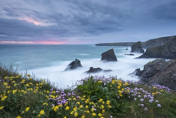 Wildflowers growing on the clifftops above Bedruthan Steps on a stormy evening, Cornwall, England