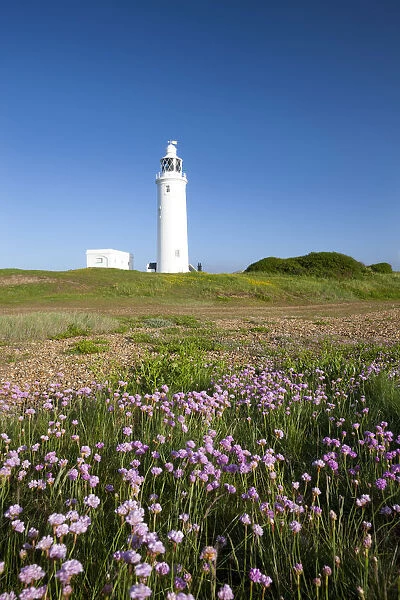 Wildflowers in front of Hurst Point Lighthouse, Hampshire, England. Spring