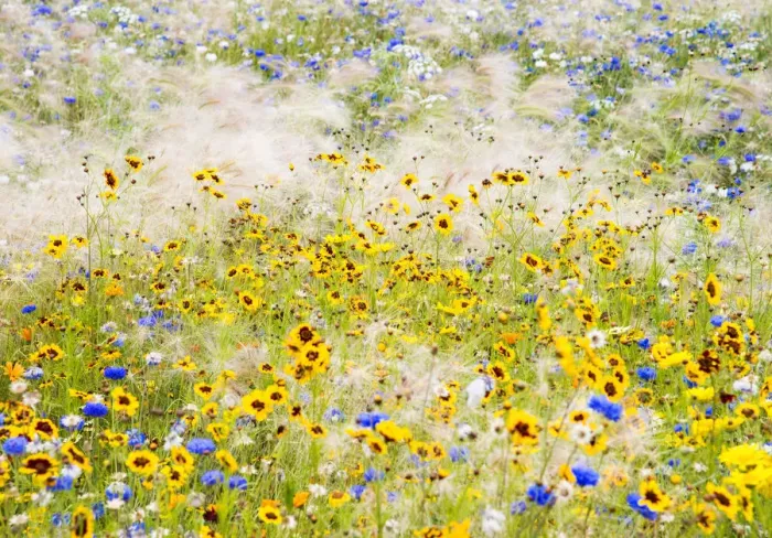 Framed Print : Wildflowers, London, UK Framed Print : Wildflowers, London, UK