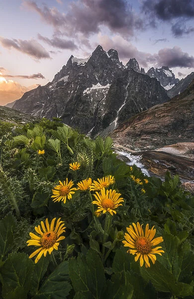 Wildflowers looking towards the Pelvoux mountain at sunset, French Alps, France