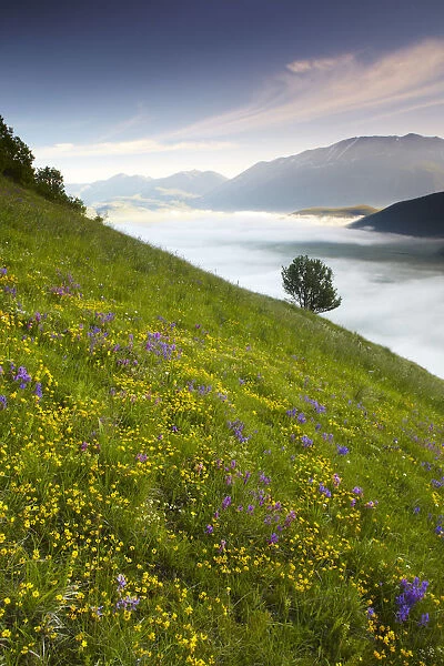 Wildflowers & Mist in Piano Grande, Silbillini National Park, Valneria, Umbria, Italy