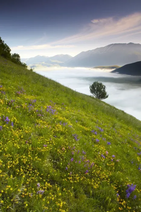 Framed Print : Wildflowers & Mist in Piano Grande, Silbillini National Park, Valneria, Umbria, Italy Framed Print : Wildflowers & Mist in Piano Grande, Silbillini National Park, Valneria, Umbria, Italy