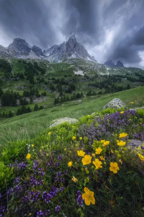 Framed Print : Wildflowers in Parque National des Ecrins, France Framed Print : Wildflowers in Parque National des Ecrins, France