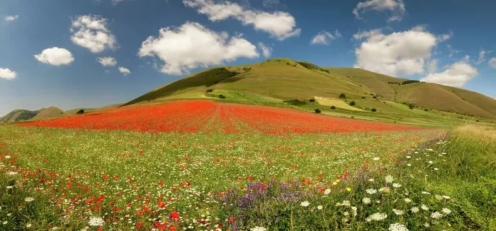 Framed Print : Wildflowers on Piano Grande, Sibillini National Park, Umbria, Italy Framed Print : Wildflowers on Piano Grande, Sibillini National Park, Umbria, Italy