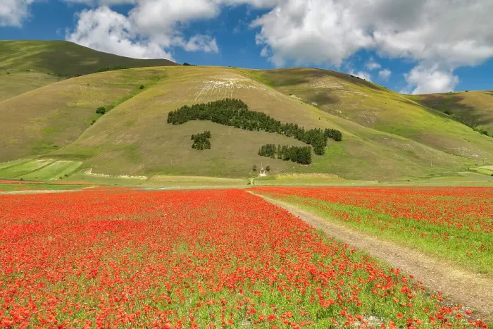Framed Print : Wildflowers on Piano Grande, Sibillini National Park, Umbria, Italy Framed Print : Wildflowers on Piano Grande, Sibillini National Park, Umbria, Italy