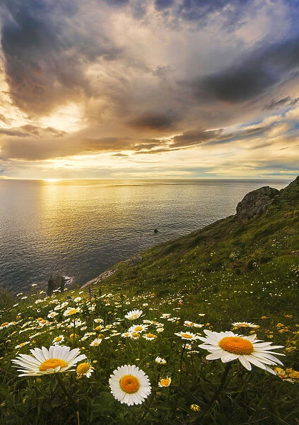 Wildflowers on a sea cliff in spring, Gatzelugaxte, Basque Country, Spain