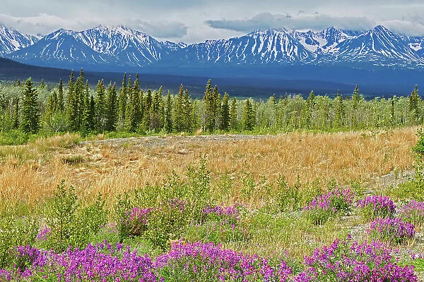 Wildflowers and the St. Elias Mountains, Near Haines Junction, Yukon, Canada