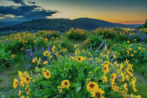 Wildflowers at Sunrise, Tom McCall Preserve, Columbia Gorge, Oregon, USA