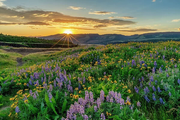Wildflowers at Sunset, Tom McCall Preserve, Columbia Gorge, Oregon, USA