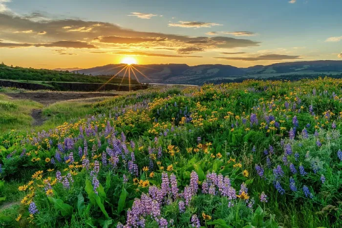 Framed Print : Wildflowers at Sunset, Tom McCall Preserve, Columbia Gorge, Oregon, USA Framed Print : Wildflowers at Sunset, Tom McCall Preserve, Columbia Gorge, Oregon, USA