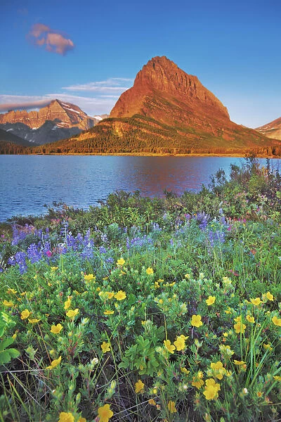 wildflowers at Swiftcurrent Lake with Mount Grinnell - USA, Montana