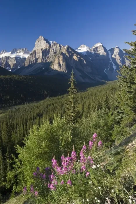Framed Print : Wildflowers and Valley of 10 Peaks (Wenkchemna Peaks) at sunrise