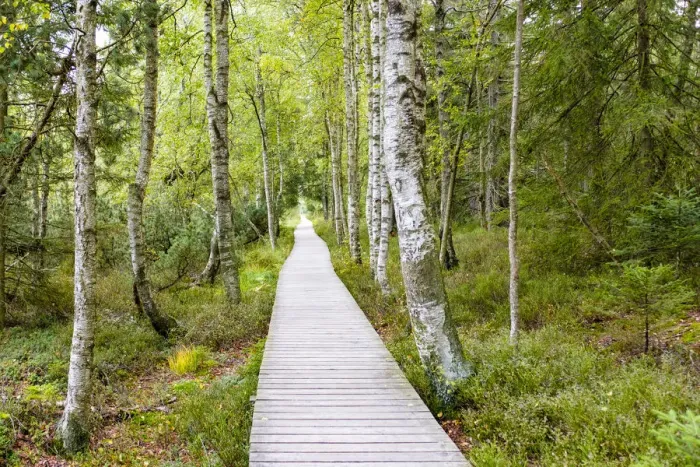 Framed Print : Wildseemoor, Gernsbach, Baden-Wurttemberg, Germany. Wooden boardwalk though the moor Framed Print : Wildseemoor, Gernsbach, Baden-Wurttemberg, Germany. Wooden boardwalk though the moor