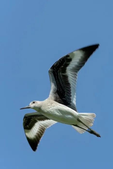Framed Print : Willet (Tringa semipalmata) in flight, Melita, Manitoba, Canada