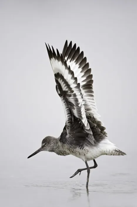 Framed Print : Willet (Tringa semipalmata) Fort de Soto, Florida, USA Framed Print : Willet (Tringa semipalmata) Fort de Soto, Florida, USA