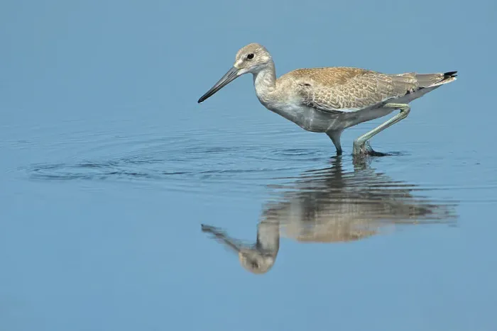 Framed Print : Willet (Tringa semipalmata), Muskoka, Ontario, Canada Framed Print : Willet (Tringa semipalmata), Muskoka, Ontario, Canada