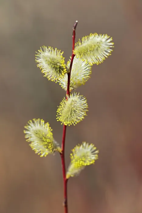 Framed Print : Willow catkins (flowers) Salix sp.. Little Mountain Park, Winnipeg, Manitoba, Canada Framed Print : Willow catkins (flowers) Salix sp.. Little Mountain Park, Winnipeg, Manitoba, Canada