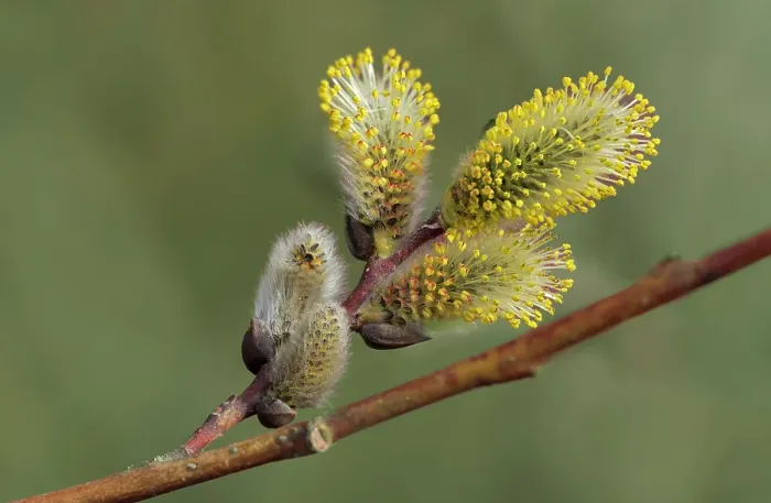 Framed Print : Willow catkins (Salix sp.) in spring (pussy willows) Winnipeg, Manitoba, Canada Framed Print : Willow catkins (Salix sp.) in spring (pussy willows) Winnipeg, Manitoba, Canada