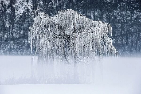 Willow, frost and fog in Valtellina, Lombardy, Italy