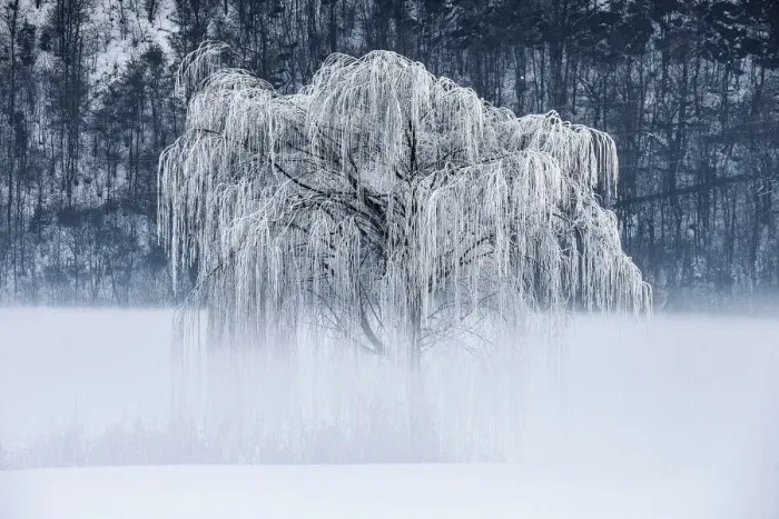 Framed Print : Willow, frost and fog in Valtellina, Lombardy, Italy Framed Print : Willow, frost and fog in Valtellina, Lombardy, Italy