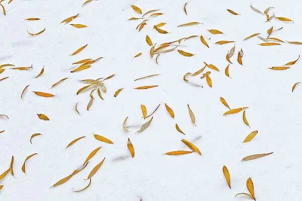 WIllow leaves fallen on snow., Winnipeg, Manitoba, Canada