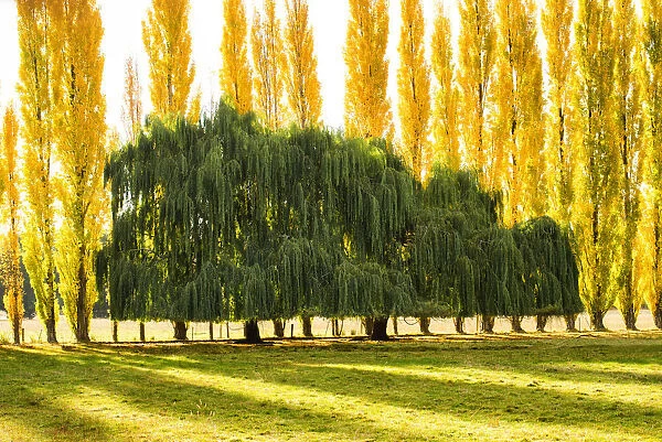 Willow & Poplar Trees in Autumn, New Zealand
