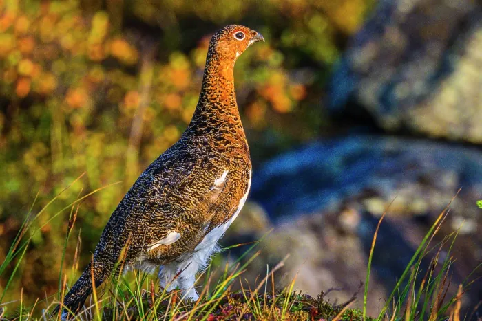 Framed Print : Willow ptarmigan (Lagopus lagopus), Tasiujaq, Nunavik, Canada Framed Print : Willow ptarmigan (Lagopus lagopus), Tasiujaq, Nunavik, Canada