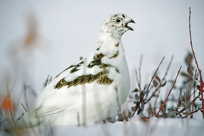 Framed Print : Willow ptarmigan (Lagopus lagopus) on tundra Churchill, Manitoba, Canada