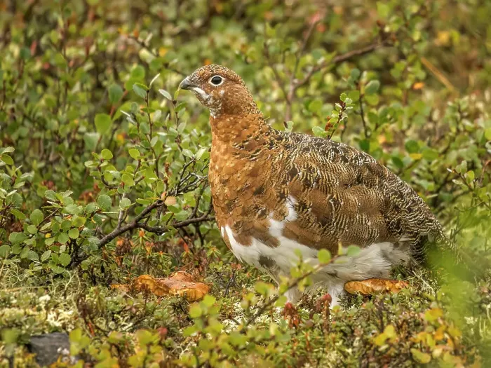 Framed Print : Willow Ptarmigan (Lagopus lagopus) on the tundra on the Ungava Peninsula in Nunavik, Quebec, Canada Framed Print : Willow Ptarmigan (Lagopus lagopus) on the tundra on the Ungava Peninsula in Nunavik, Quebec, Canada